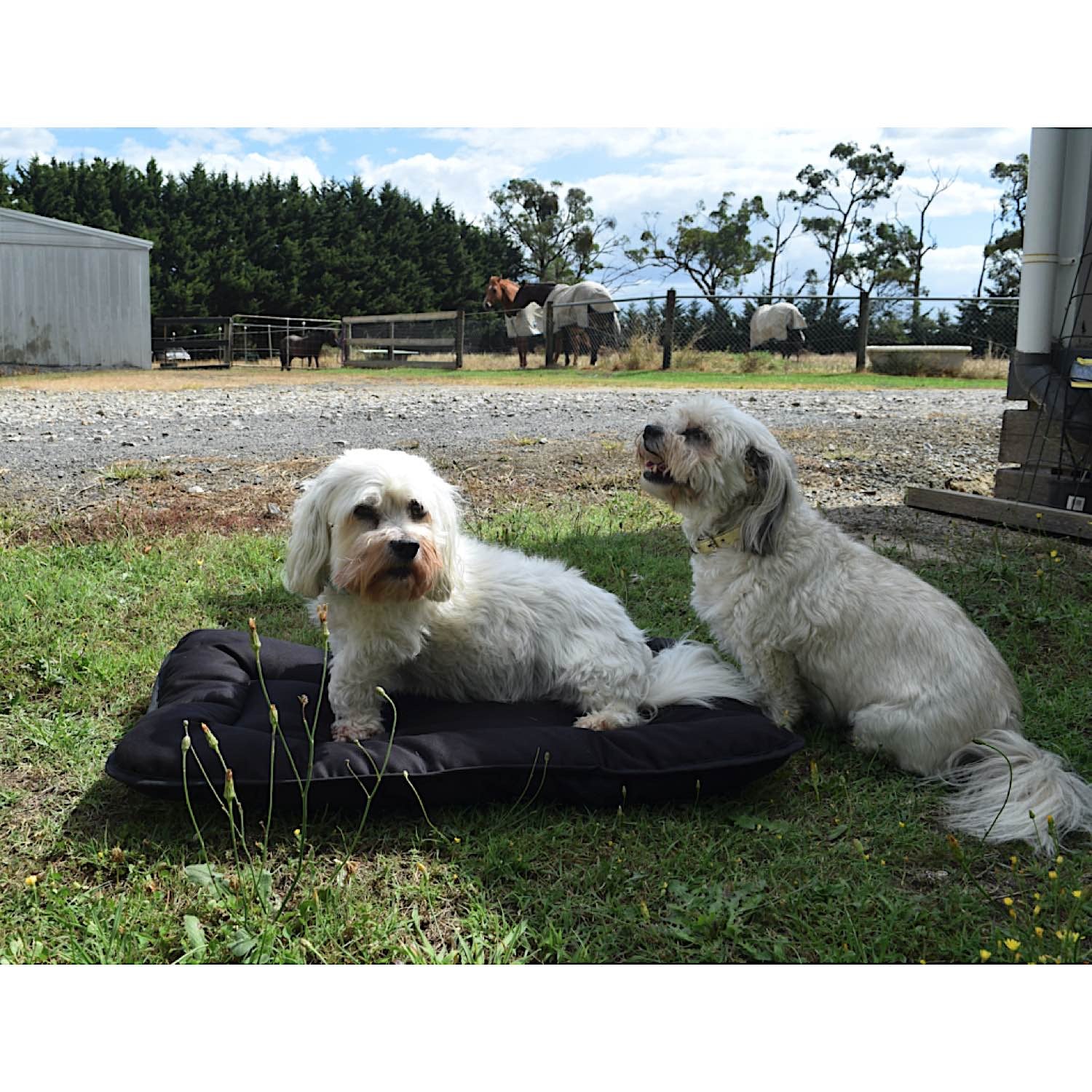 Pure Australian Wool Pet Beds - Image 2